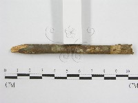 微皮傘屬藏品圖，第3張