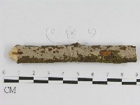 登錄號:F0010463藏品圖，第1張