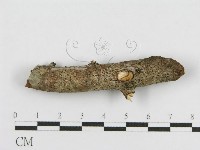 登錄號:F0010464藏品圖，第1張