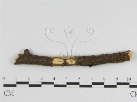 登錄號:F0010469藏品圖，第1張
