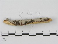 登錄號:F0010472藏品圖，第4張