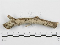 登錄號:F0010479藏品圖，第1張