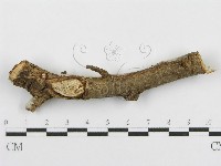 登錄號:F0010479藏品圖，第4張