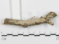 登錄號:F0010479藏品圖，第5張