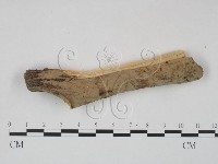 登錄號:F0010487藏品圖，第1張
