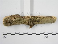 登錄號:F0010492藏品圖，第4張