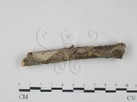 登錄號:F0010495藏品圖，第3張