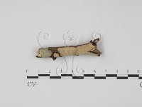登錄號:F0010496藏品圖，第1張