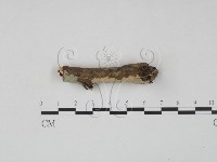 登錄號:F0010496藏品圖，第3張