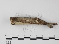 登錄號:F0010497藏品圖，第3張