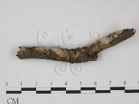 登錄號:F0010498藏品圖，第1張