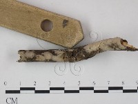 登錄號:F0010498藏品圖，第3張