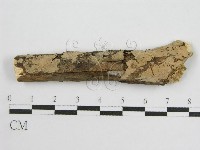 登錄號:F0010501藏品圖，第1張