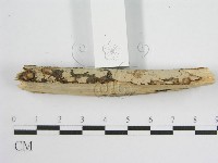 登錄號:F0010503藏品圖，第5張