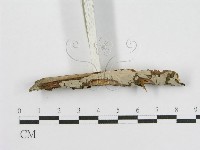 登錄號:F0010506藏品圖，第5張