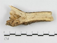 登錄號:F0010508藏品圖，第3張