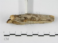 登錄號:F0010508藏品圖，第5張