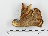 多孔菌屬藏品圖，第3張