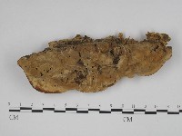登錄號:F0010519藏品圖，第1張