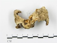 登錄號:F0010522藏品圖，第1張