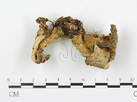 登錄號:F0010522藏品圖，第3張