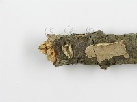 登錄號:F0010524藏品圖，第9張