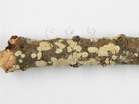 登錄號:F0010525藏品圖，第9張