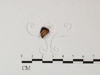 登錄號:F0010529藏品圖，第1張