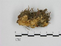 登錄號:F0010531藏品圖，第1張