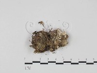 登錄號:F0010531藏品圖，第3張