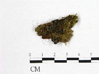 登錄號:F0010532藏品圖，第1張