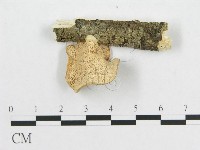 多孔菌屬藏品圖，第3張