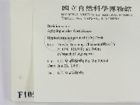 剛毛絲皮菌藏品圖，第2張