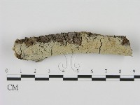 剛毛絲皮菌藏品圖，第1張