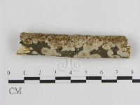 刺皮菌屬藏品圖，第1張