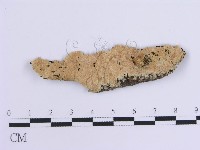 登錄號:F0010538藏品圖，第1張