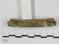 刺革菌屬藏品圖，第3張