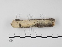 登錄號:F0010543藏品圖，第1張