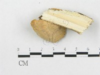 硬孔菌屬藏品圖，第3張
