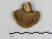 登錄號:F0010545藏品圖，第1張