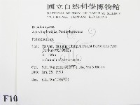 筍殼菌屬藏品圖，第2張