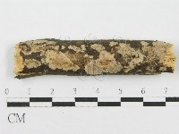 筍殼菌屬藏品圖，第1張