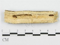 筍殼菌屬藏品圖，第3張