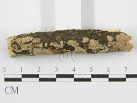 筍殼菌屬藏品圖，第4張