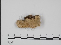 登錄號:F0010549藏品圖，第1張