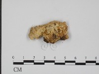 登錄號:F0010549藏品圖，第3張