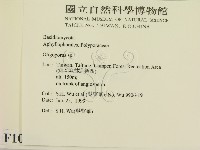 寡孔菌屬藏品圖，第2張