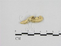 寡孔菌屬藏品圖，第3張