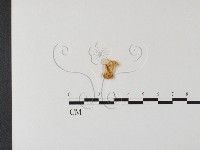 多孔菌屬藏品圖，第1張