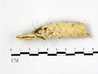 登錄號:F0010553藏品圖，第1張